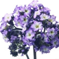 هليوتروب