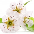 زهر الكمثرى