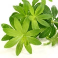 الجويسئة العطرة (غاليوم أودوراتوم)