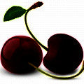 الكرز الأسود