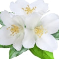 زهور بيضاء